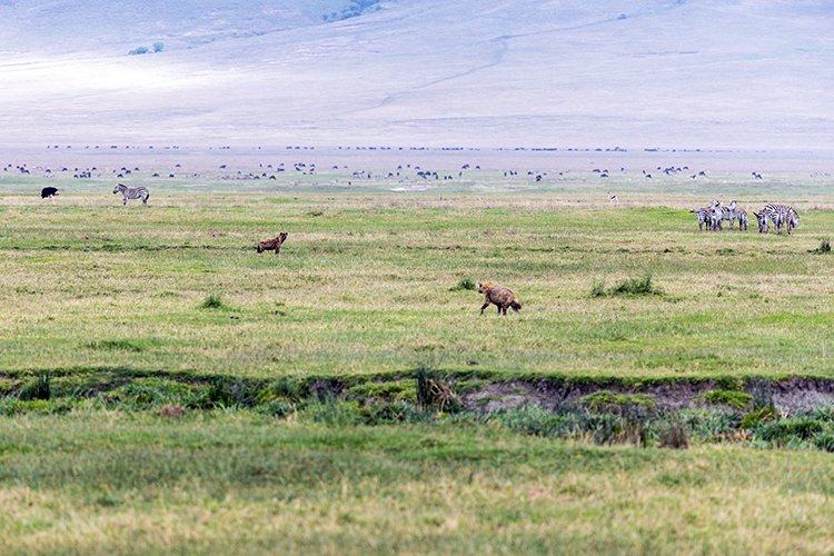 TZA ARU Ngorongoro 2016DEC26 Crater 046